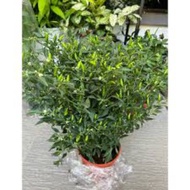 Pokok Cili Padi Berbuah Lebat