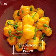 Yellow Habanero Seeds - 20 seed - Mango Garden