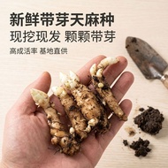 Quick Shipment [Ready Stock Digging Ready Stock Shipment] Fresh Sproutted Hemp Seeds Yunnan Black He
