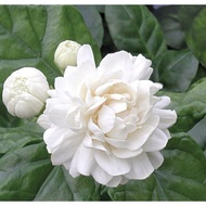 Pokok Bunga Melur Susun Harum Wangi/ Melur Ros / Jasminum Sambac