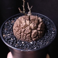 南非龜甲龍   6cm   連 花盆 塊根 植物 盆栽 Plant  caudex 非象牙宮【實拍。只此一盆】 👑 10年老店