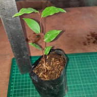 sale Laurel plant Laurel plant seedlings Bayleaf Seeds (not  plants) 50 seeds (not live plants)