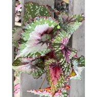 Begonia Rex Plants colourful