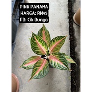 Aglaonema pink panams