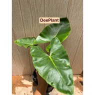 【DP】Alocasia New Guinea Gold 916 | Pokok Keladi Emas | Rare Plant | Dee Garden Trend