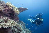 Gói Lặn Giải Trí cho Người Có Chứng Chỉ ở Đảo Tioman