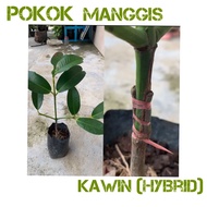 Pokok manggis kawin (hybrid) thai murah