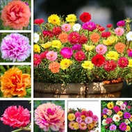 เมล็ดดอกไม้สวย 5000 Seeds ไม้ประดับ ต้นกุหลาบแคระ Moss Rose DOUBLE MIX กุหลาบดอกใหญ่ ต้นไม้มงคล ต้นไ