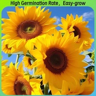 Mixed Sunflower Giant Seeds - (100seeds/pack ) Mixed Variety Giant Sunflower Seeds