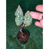 Sindo - Begonia Sp  The Charming Indoor Plant for Your Gardening Delight