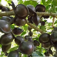 Obral Bibit Buah Pohon Jengkol Super Hasil Okulasi Siap Tanam