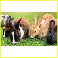 ⭐✌✨【Latest model】 ⭐✌✨【Latest model】 ⭐✌✨【Latest model】 Chexers 1kg rabbit feeds maintenance pellets