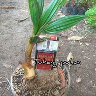 bibit bonsai pohon kelapa-bibit kelapa hijaw