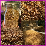 ✟ ✷ 1KG Pure barley seeds / Pure wheat grass /Organic