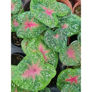 Caladium Hybrid Greenpink - GNHorti