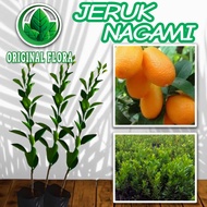 Bibit Jeruk Nagami Okulasi Pohon Jeruk Buah Jeruk Nagami