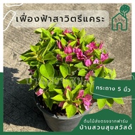 เฟื่องฟ้า สาวิตรี กระถาง 5 นิ้ว