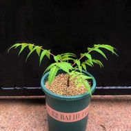 SG2131-食用紅油香椿樹🔥精品植物小盆栽禮物🔥