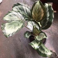 Thai Calathea Medallion