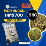 PADI GALUR HMS 700 5KG