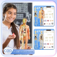 1set Anatomy Human Body Human Body Anatomy Model The Human Body Anatomy Model