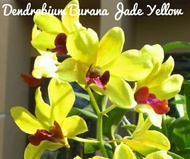 Anggrek Dendrobium (Dendrobium orchid)