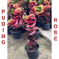 Pokok puding ( rose ) thai murah / pokok puding rose hybrid