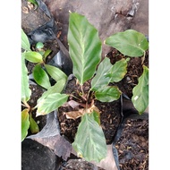 ♞,♘Calathea Mitso  / Calathea