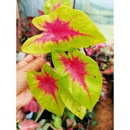 Keladi Thai Rare/ Pokok Keladi Lemon/ Keladi Kuning/ Caladium Lemon Blush/Pokok Keladi/彩叶芋