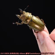 【盤點中勿下】馬場黃金鬼 40mm單公 241106M
