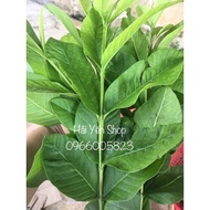 Guava Leaves, Fresh-Dry Guava Buds, Guava Leaves Guaranteed