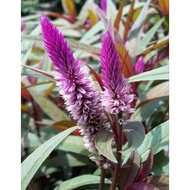 Pokok Balung Ayam Purple Tassels