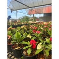 Pokok Bunga Mahkota Duri