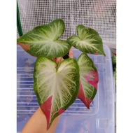 RARE Caladium Keladi Thai Mix Live Plant Pokok Besar seperti gambar