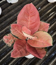 Promo bibit bonggol aglonema kochin brownies original