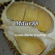 POKOK DURIAN HYBRID MDUR88 (D190) 1POKOK