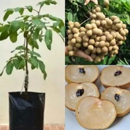 Anak Pokok Longan Berlian (Mata Kucing) Hybrid