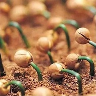 [Supply] Arhat Pine Seeds New Picking Tongue Small Leaf Arhat Pine Seeds Big Leaf Arhat Pine Family 