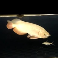 Arwana/arowana golden red 20-23cm