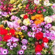 Mixed flower seeds mixed 15 types 500 seeds