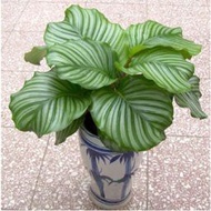 ►✑20 seeds/pack Bonsai Flower Plant Seeds Calathea ornata Flower Seeds