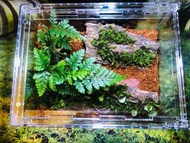 訂做 鼠婦專用 爬蟲缸 獨角仙 守宮 造景設計 苔蘚微景觀  苔蘚生態瓶 植物擺件 桌面擺設 窗台裝飾 苔蘚花園 懶人植物 辦公室擺設 情緒治癒 禮物