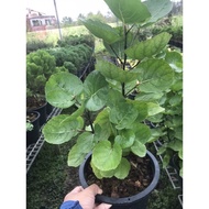 Garuda Nails Auspicious Wood Easy To Plant