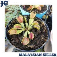 1 Pot Real Carnivorous Plant Venus Flytrap Dionaea Muscipula
