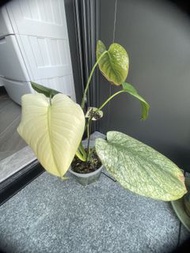 Monstera albo variegata（芝士 、白怪獸白斑龜背竹）
