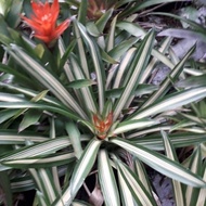 tanaman hias bromelia / bromelia guzmania variegata bunga merah