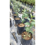 Anak pokok bidara berduri Anak Pokok Bidara Kampung