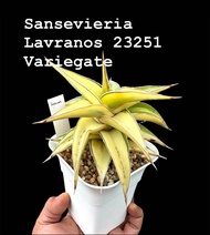Sansevieria Lavranos 23251 Variegated