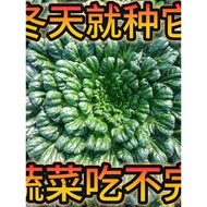 Louver Vegetable Seeds Cold-Resistant Black Heart Vegetable Seeds Chrysanthemum Heart Vegetable Seed