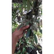 Malaysia Stock Dendrobium aggregatum/lindeyi. Orkid hutan. size XXL & S